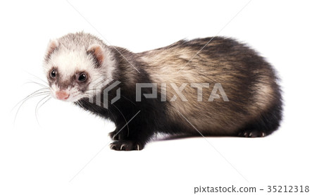 Grey ferret in full growth, isolated on white Grey ferret in full growth, isolated on white 35212318