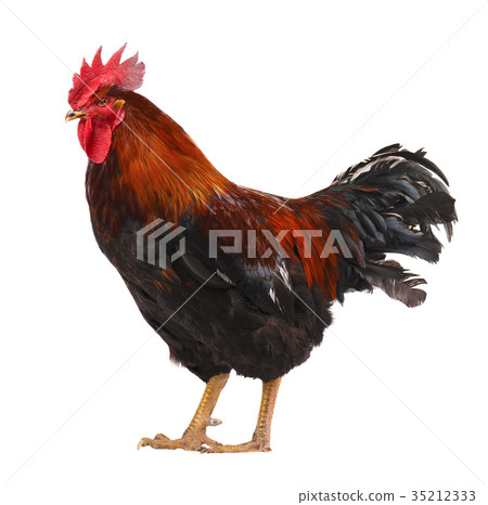 Beautiful male rooster isolated on white Beautiful male rooster isolated on white 35212333
