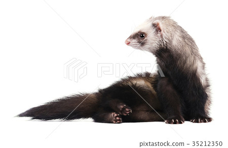 Cute grey ferret in full growth lies isolated 35212350