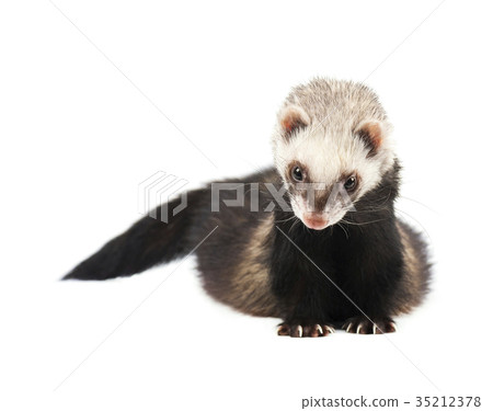 Grey ferret in full growth, isolated on white 35212378