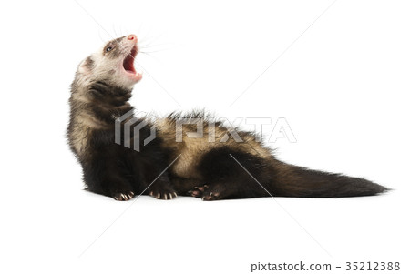 Evil grey ferret in full growth, isolated on white Evil grey ferret in full growth, isolated on white 35212388