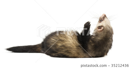 Grey ferret in full growth, isolated on white 35212436