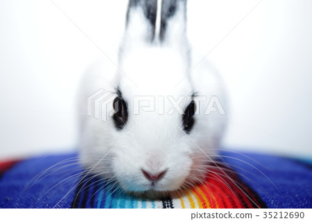 Up of the rabbit 35212690