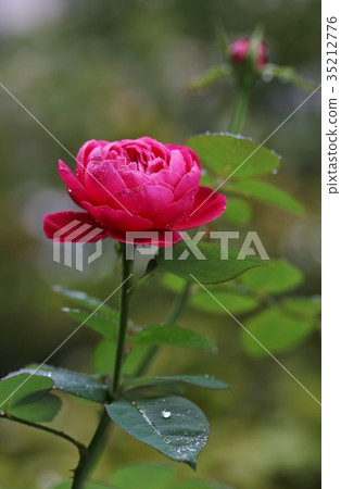 A red rose 35212776