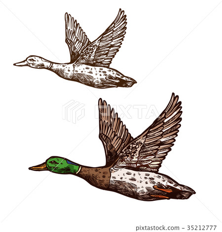 Wild duck mallard vector isolated sketch icon Wild duck mallard vector isolated sketch icon 35212777