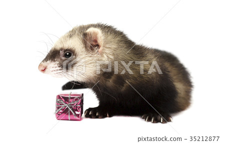 Grey ferret isolated on white background Grey ferret isolated on white background 35212877