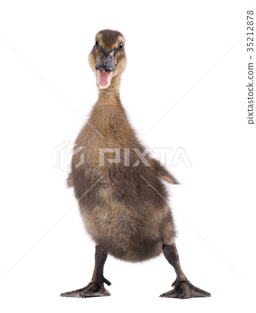 Cute duckling isolated on white background 35212878