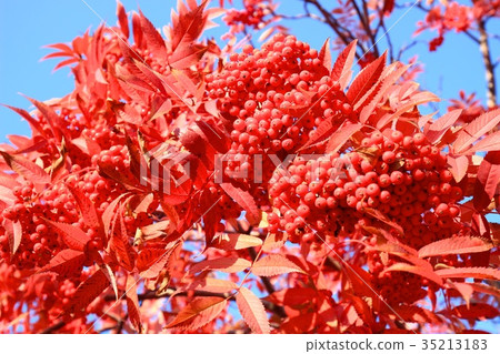 在一片火熱的紅色葉子的花揪 35213183