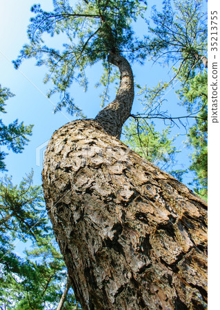 Wind Matsubara Wind Matsubara 35213755