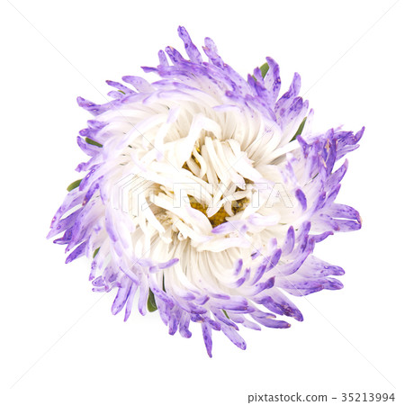 Aster flower isolated on white background. Close Aster flower isolated on white background. Close 35213994