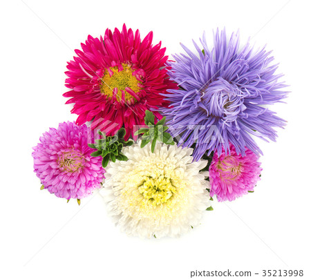 Bouquet of colorful Asters flowers over white Bouquet of colorful Asters flowers over white 35213998