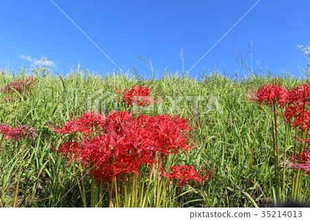 Cluster amaryllis 35214013