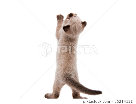 Kitten isolated 35214131