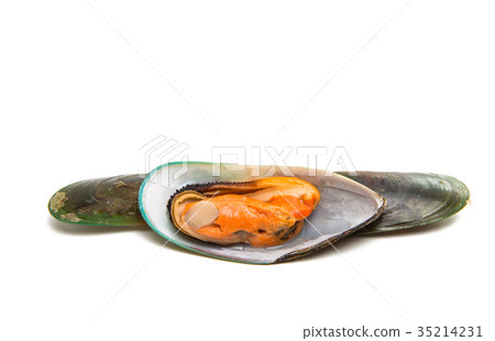 large mussels isolated large mussels isolated 35214231