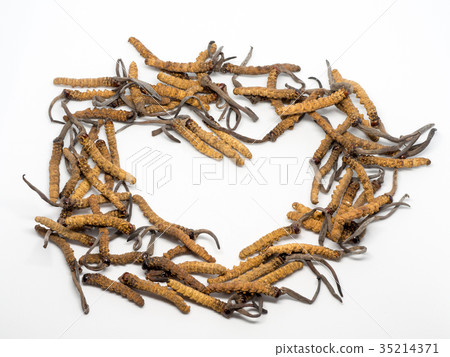 close up mushroom cordyceps this is a herbs. 35214371