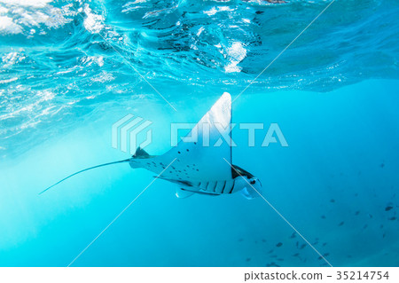 Underwater view hovering Giant oceanic manta ray Underwater view hovering Giant oceanic manta ray 35214754