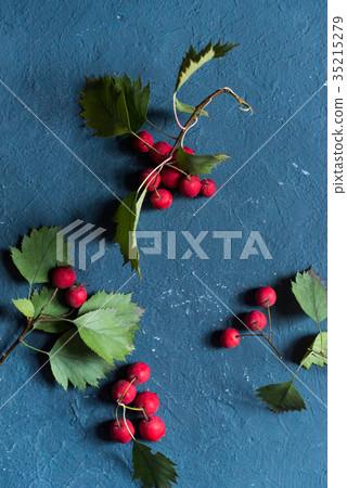 Studio shot hawthorn berries on blue background 35215279