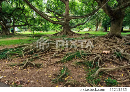 Big roots above the surface 35215285