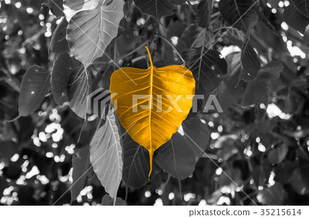 The leaves of the Bodhi tree symbolize Buddhism. The leaves of the Bodhi tree symbolize Buddhism. 35215614
