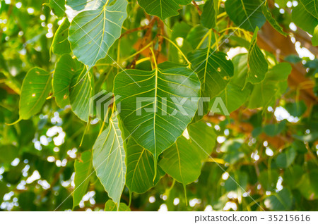 The leaves of the Bodhi tree symbolize Buddhism. The leaves of the Bodhi tree symbolize Buddhism. 35215616