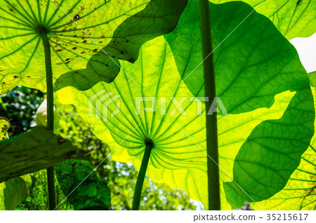 The beautiful lotus in nature with bright colors. The beautiful lotus in nature with bright colors. 35215617