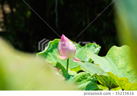The beautiful lotus in nature with bright colors. The beautiful lotus in nature with bright colors. 35215618