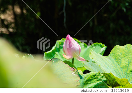 The beautiful lotus in nature with bright colors. The beautiful lotus in nature with bright colors. 35215619