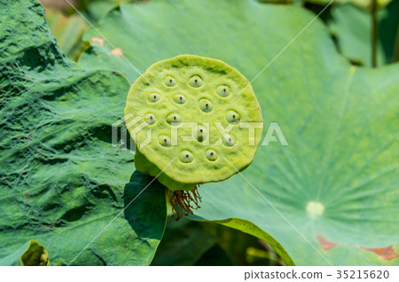 The beautiful lotus in nature with bright colors. The beautiful lotus in nature with bright colors. 35215620