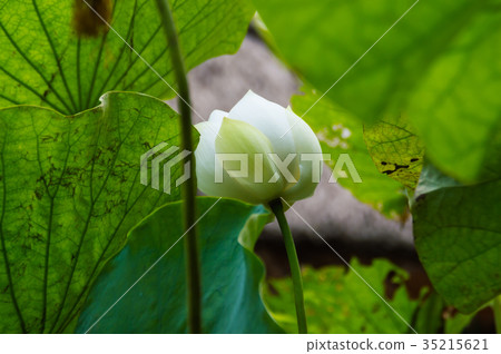 The beautiful lotus in nature with bright colors. The beautiful lotus in nature with bright colors. 35215621