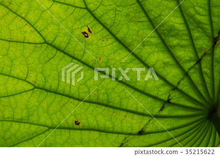 The beautiful lotus in nature with bright colors. The beautiful lotus in nature with bright colors. 35215622