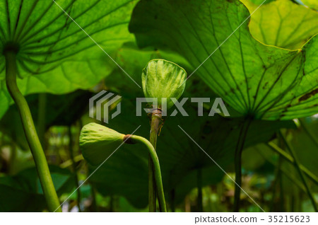 The beautiful lotus in nature with bright colors. 35215623