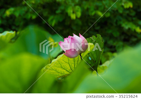 The beautiful lotus in nature with bright colors. The beautiful lotus in nature with bright colors. 35215624
