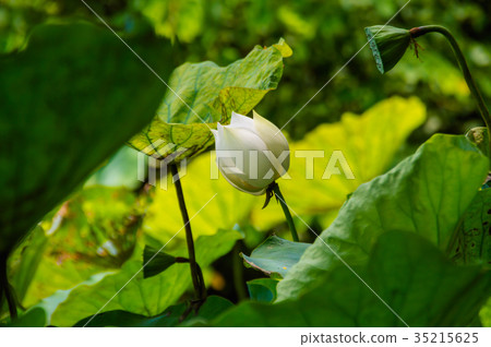 The beautiful lotus in nature with bright colors. The beautiful lotus in nature with bright colors. 35215625