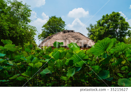 The beautiful lotus in nature with bright colors. The beautiful lotus in nature with bright colors. 35215627