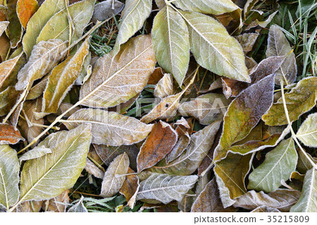 Leaves on the ground are covered with hoarfrost Leaves on the ground are covered with hoarfrost 35215809