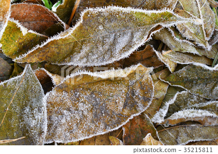 Leaves on the ground are covered with hoarfrost Leaves on the ground are covered with hoarfrost 35215811