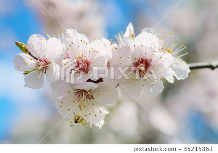 Apricot tree blossoms Apricot tree blossoms 35215861