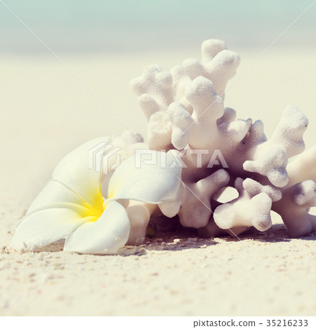 Plumeria flower and coral on Maldives beach Plumeria flower and coral on Maldives beach 35216233