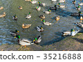 A lot of drakes and ducks swim together in a pond. 35216888