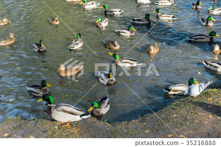 A lot of drakes and ducks swim together in a pond. 35216888