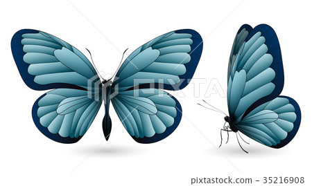 Set of colorful butterflies. Front and side view 35216908