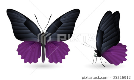 Set of colorful butterflies. Front and side view 35216912