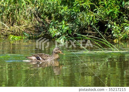 Lonely wild duck swims along the river bank on 35217215