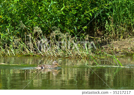 Lonely wild duck swims along the river bank on 35217217