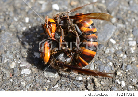 Battle of the horned bee and cactus bee Battle of the horned bee and cactus bee 35217321