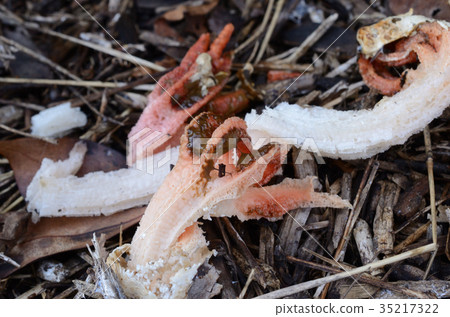 Sankotake mushrooms and mushrooms 35217322