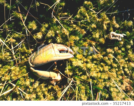 Claw of crab. Broken and dry claw on mossy stone. Claw of crab. Broken and dry claw on mossy stone. 35217413