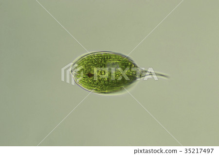 Prickly fly bug (Facus) 35217497