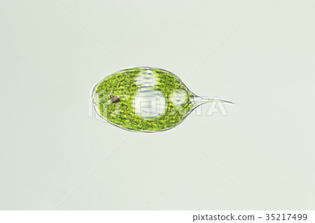 Prickly fly bug (Facus) Prickly fly bug (Facus) 35217499