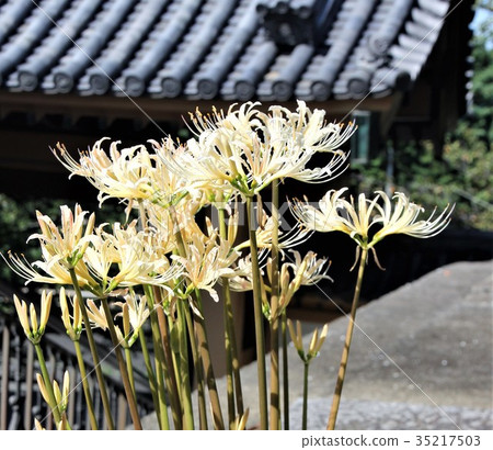 Cluster amaryllis Cluster amaryllis 35217503